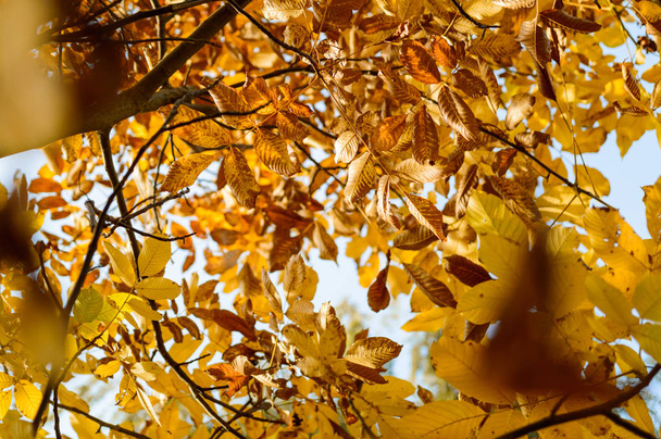Золотая осень, желтые сухие листья на ветвях деревьев
. - Фото, изображение