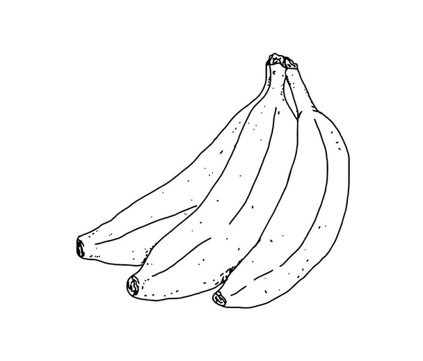 Detailed illustration, without color, of a bunch of bananas - Фото, изображение