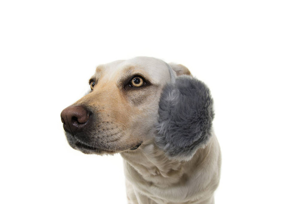 Winterlabrador Hond Bang voor Vuurwerk, Onweer, Luide Nois - Foto, afbeelding