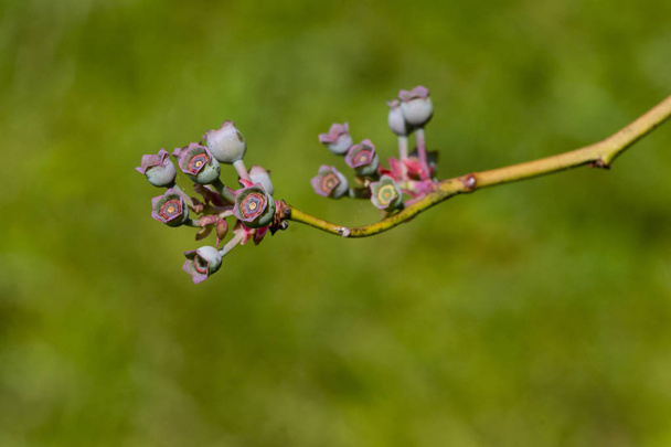 Colorful Early Stage Blueberry Fruit - Фото, изображение