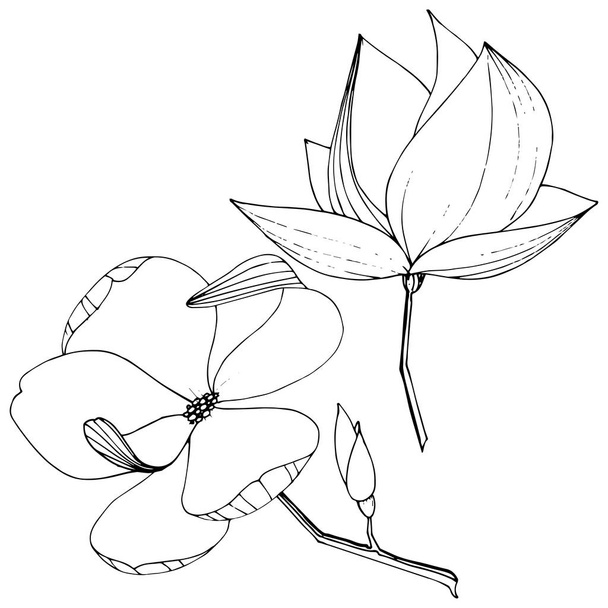 Vector Magnolia foral flores botânicas. Tinta gravada a preto e branco. Elemento de ilustração de magnólia isolada
. - Vetor, Imagem