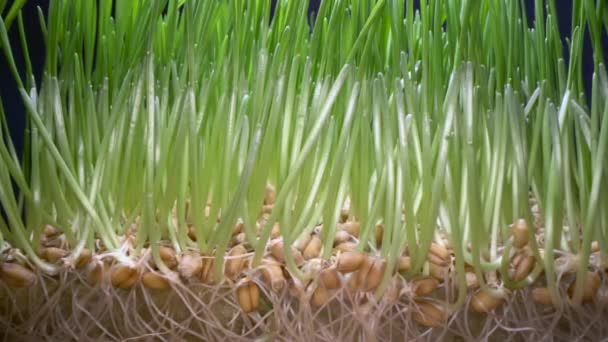 Roste jedlá tráva doma. Zelené výhonky pocházející ze semen v bílém hrnci, bio potraviny, zdravý životní styl - Záběry, video