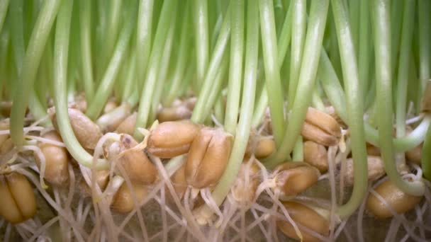 Cultivando hierba comestible en casa. Brotes verdes que salen de semillas en maceta blanca, alimentos biológicos, estilo de vida saludable
 - Metraje, vídeo