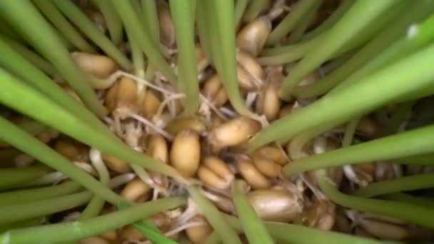 Roste jedlá tráva doma. Zelené výhonky pocházející ze semen v bílém hrnci, bio potraviny, zdravý životní styl - Záběry, video