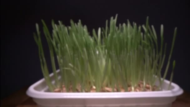 Uprawa jadalnej trawy w domu. Zielone kiełki wychodzi z nasion w białym garnku, Bio żywności, zdrowego odżywiania życia - Materiał filmowy, wideo