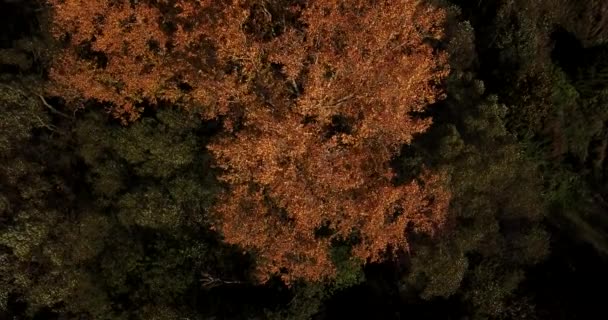 Herfst gele boom sways en verliest bladeren in de wind. Uitzicht vanaf boven - Video