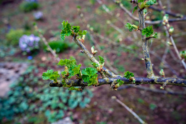 Tomurcukları ve Ilk yaprakları ile siyah frenk üzümü dalları açmak için hazır - Fotoğraf, Görsel
