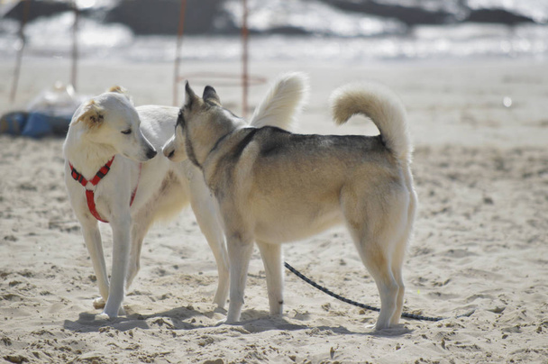 Feliz perro husky en la playa Gordon. Tel Aviv, Israel
. - Foto, imagen