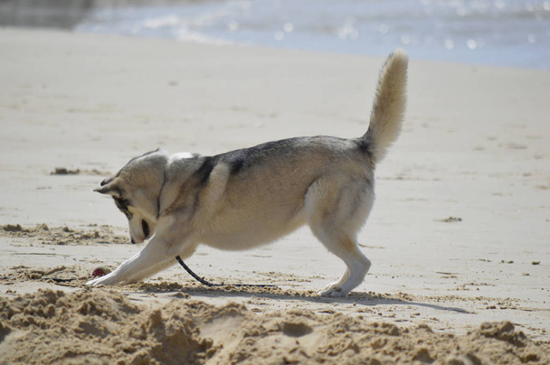 Feliz cão peludo na praia do Gordon. Tel Aviv, Israel
. - Foto, Imagem