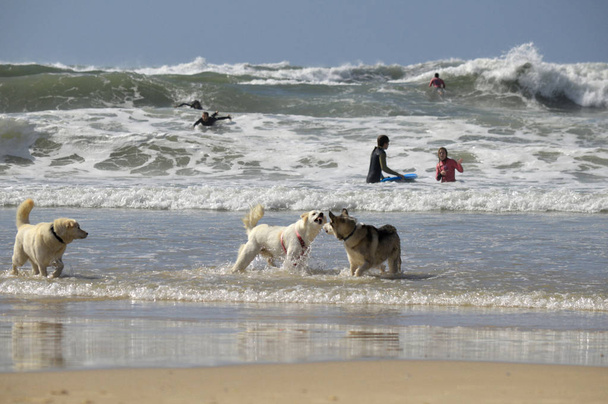 Tel Aviv, Israël-23 april 2017: gelukkige husky honden en surfers op het Gordon Beach. Tel Aviv, Israël - Foto, afbeelding