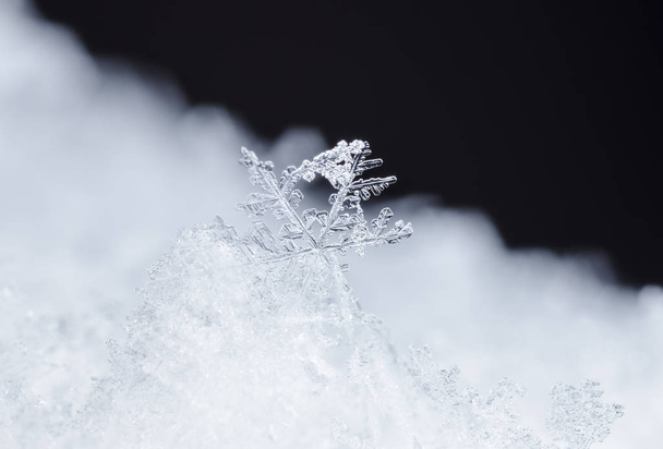 copos de nieve en la nieve. la imagen se hace a una temperatura de-8 C
 - Foto, imagen