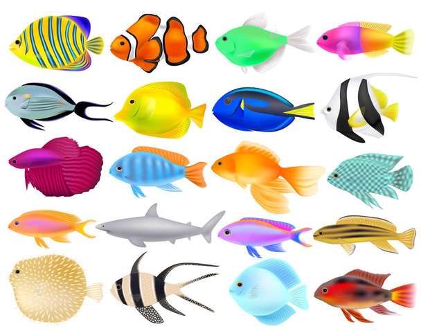 Set di pesci diversi, realistici tridimensionali, illus vettoriale
 - Vettoriali, immagini
