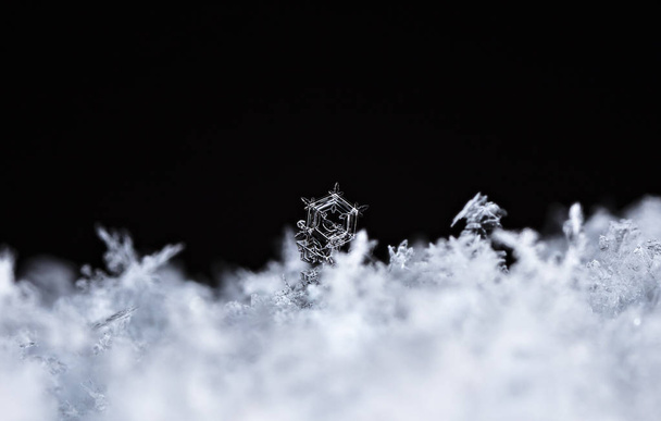 flocons de neige sur la neige. l'image est faite à une température de-8 C
 - Photo, image