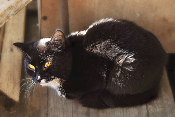 Μαύρο χαριτωμένο αξιολάτρευτο γάτα με λευκό στήθος και φωτεινό κίτρινο-πράσινα μάτια κάθονται στο ξύλινο πάτωμα σε ακτίνες ήλιου με σκληρές σκιές - Φωτογραφία, εικόνα
