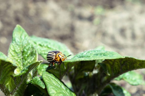 Close-up of the Colorado potato beetle on young leaves of potato - Photo, Image