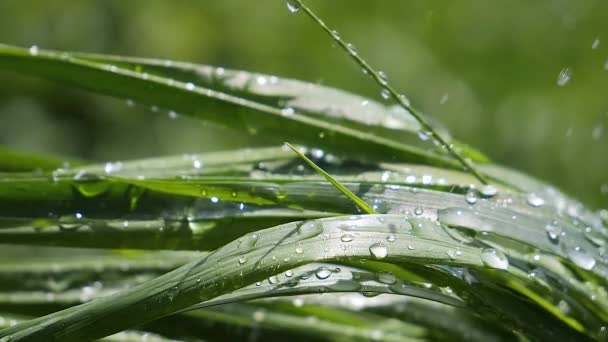 Zielona trawa w przyrodzie z kroplami deszczu - Materiał filmowy, wideo