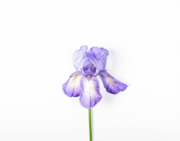 Purple iris flower on white background. Top view with copy space. Flat lay. - Fotó, kép