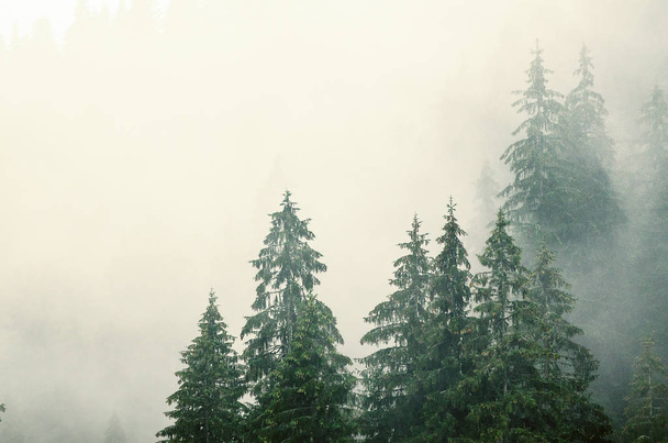 Misty mountain landscape - Фото, зображення