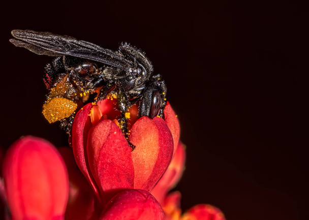 bee Arapua - Trigona spinipes-  pollinating flower extreme close up - bee Trigona spinipes pollinating flower macro photography - Photo, Image
