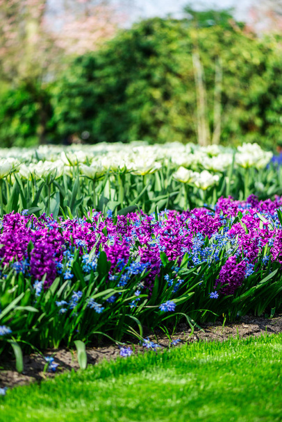 Keukenhof gardens in the Netherlands during spring. Close up of blooming flowerbeds of tulips, hyacinths, narcissus - 写真・画像