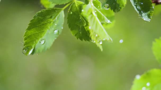 Зеленый лист с каплями дождя летом в природе развивается на ветру
 - Кадры, видео