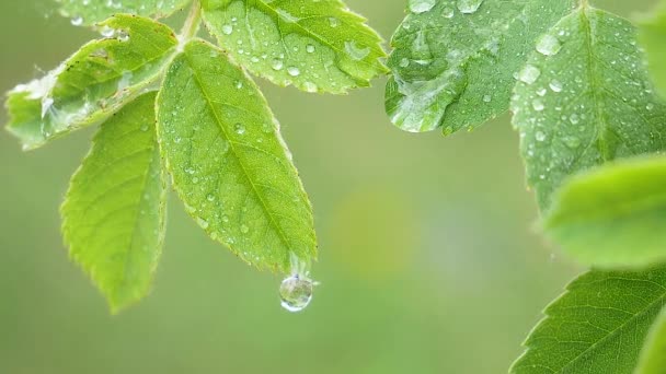 Groen blad met regendruppels in de zomer in de natuur ontwikkelt zich in de wind - Video