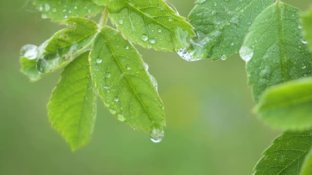 Zielony liść z krople deszczu w lecie w przyrodzie rozwija się w wiatr - Materiał filmowy, wideo