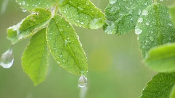 Groen blad met regendruppels in de zomer in de natuur ontwikkelt zich in de wind - Video