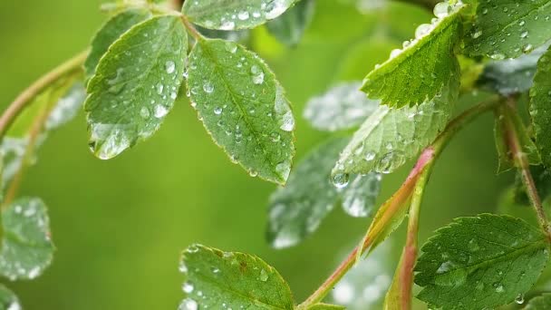 Zielony liść z krople deszczu w lecie w przyrodzie rozwija się w wiatr - Materiał filmowy, wideo