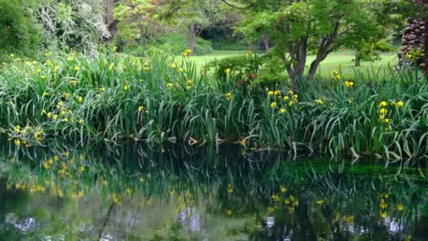 reflexiones de hierba y flores en el agua en la orilla del río impresionista jardín estanque panorámica fondo
 - Metraje, vídeo