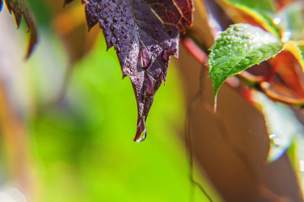 Виноградарство виноробства. Краплі дощової води на зеленому листі винограду в винограднику
 - Фото, зображення