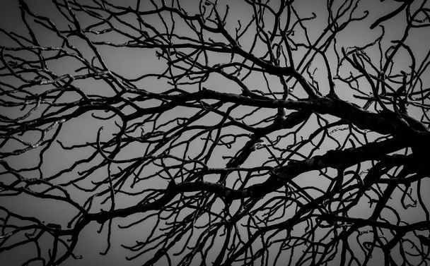 Силуэт мертвое дерево на темном драматическом фоне неба для страшно или смерти. Хэллоуин. Безнадежный, отчаявшийся, грустный и плачущий концепт. Страшный лес. Драматическая ночь ужасов на фоне Хэллоуина
.  - Фото, изображение