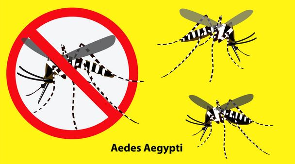 set of Aedes aegypti mosquito isolated.   - Vector, Image