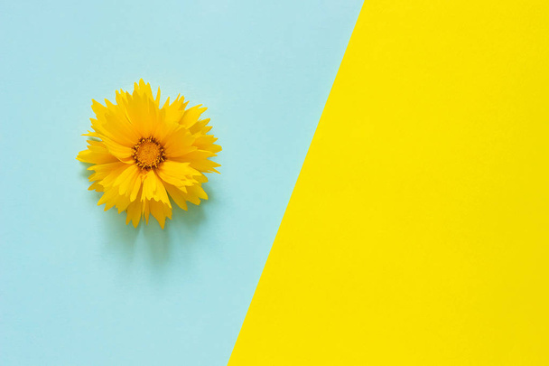 One yellow Coreopsis flower on blue and yellow paper background Minimal style Copy space Template for lettering, text or your design. Creative Top View - Φωτογραφία, εικόνα