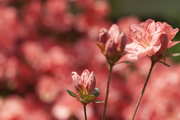 Peachy Pink tavaszi virágzó Azalea virágok - Fotó, kép