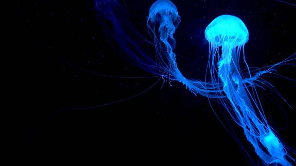 Krásné medúzy, pohybující se po vodě neonová světla - Fotografie, Obrázek