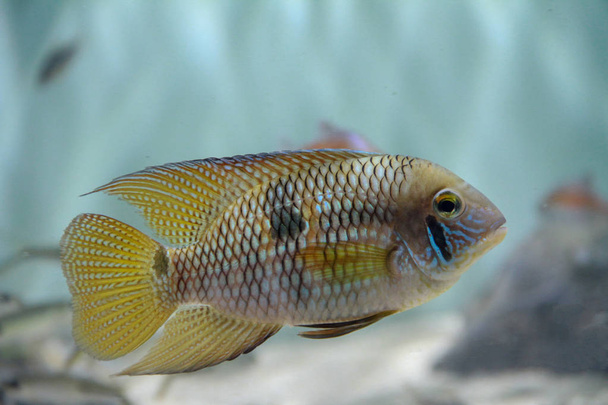 Sárga Acara Fish (Aequidens metae) gyönyörű hal Dél-Amerikából - Fotó, kép
