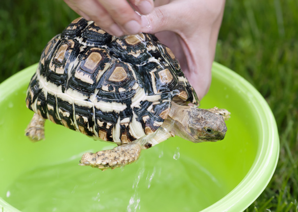 Leopard schildpad - dagelijkse hygiëne - Foto, afbeelding