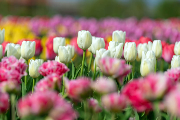 Spring fields of blooming tulip. Beauty outdoor scene - Photo, Image