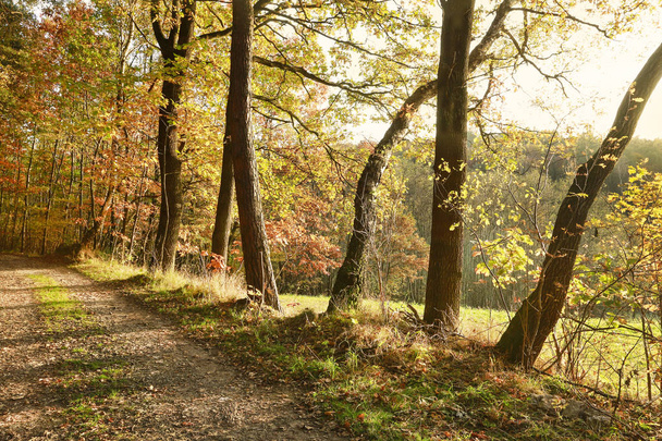 Road in autumn forest - Foto, imagen