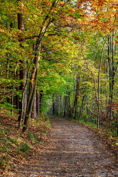 Road in autumn forest - Fotó, kép
