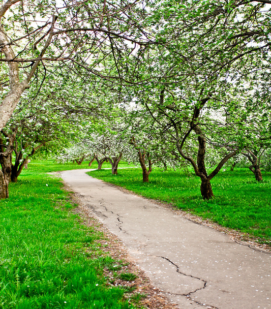 piękny kwitnący dekoracyjne białe jabłko i owoce drzew nad błękitnym niebem w kolorowe, żywe wiosna parku zielona trawa przez świt początku światła pierwsze promienie słońca, bajki serca natury - Zdjęcie, obraz