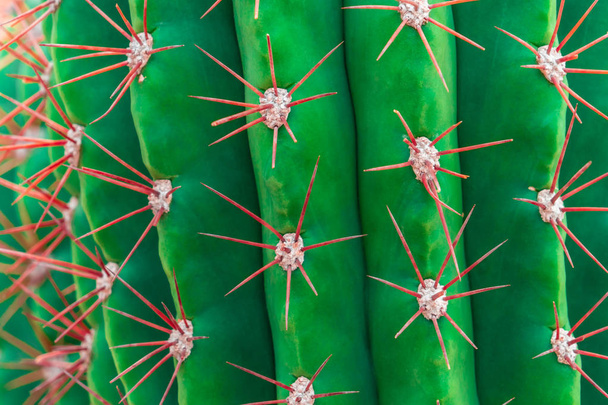tiro cerrado de Cactus Verde con thron rojo
 - Foto, Imagen