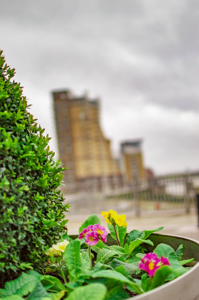Mor çiçeklerle canary wharf Londra'da yeşil bitkiler - Fotoğraf, Görsel
