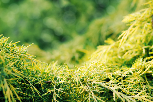 conifer met ondiepe focus voor achtergrond - Fotoğraf, Görsel