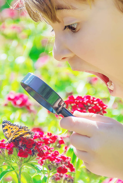 дивіться в збільшувальному склі метелик сидить на квітах. вибірковий фокус
. - Фото, зображення