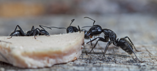 grandes fourmis forestières dans un habitat indigène
 - Photo, image