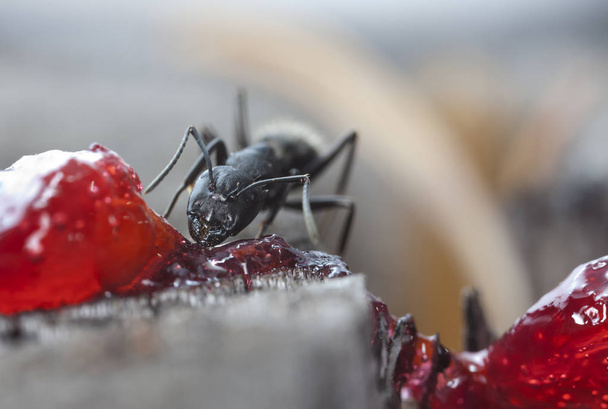великі лісові мурахи в місцевому середовищі
 - Фото, зображення
