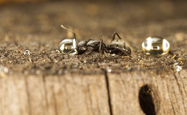 hormigas grandes del bosque en un hábitat nativo
 - Foto, imagen