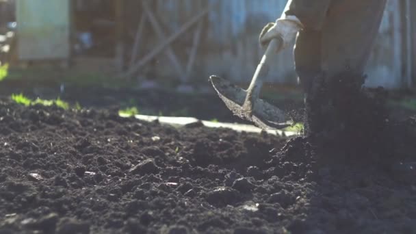 the gardener digs the ground with a shovel - Footage, Video